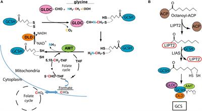 Glycine Cleavage System H Protein Is Essential for Embryonic Viability, Implying Additional Function Beyond the Glycine Cleavage System